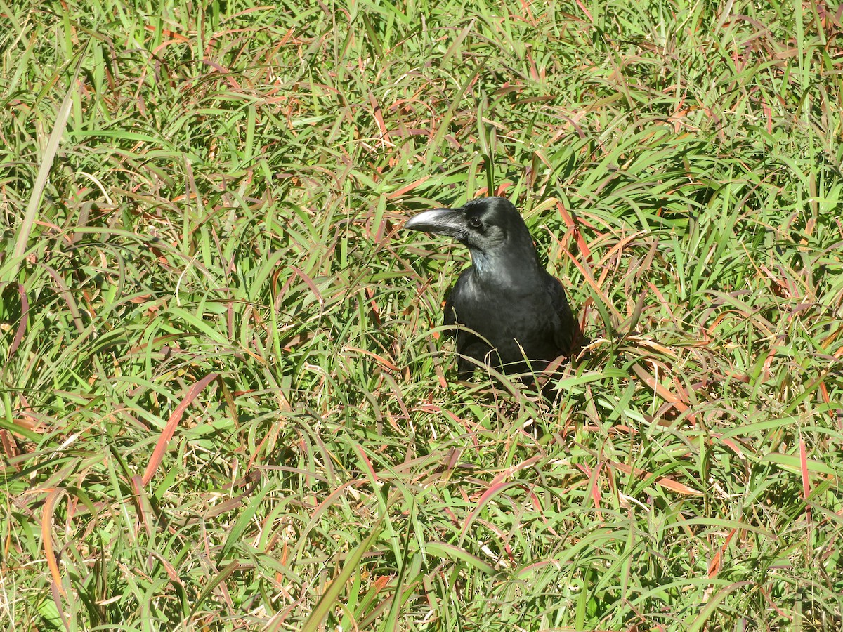 Large-billed Crow - ML191027081