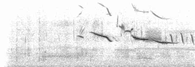 Eastern Meadowlark (Eastern) - ML191029561