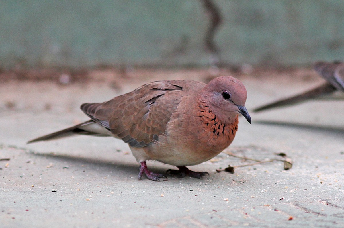 Laughing Dove - ML191030011