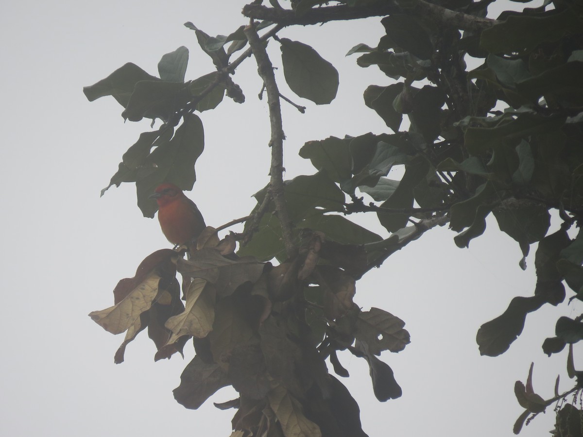 Flame-colored Tanager - ML191030641