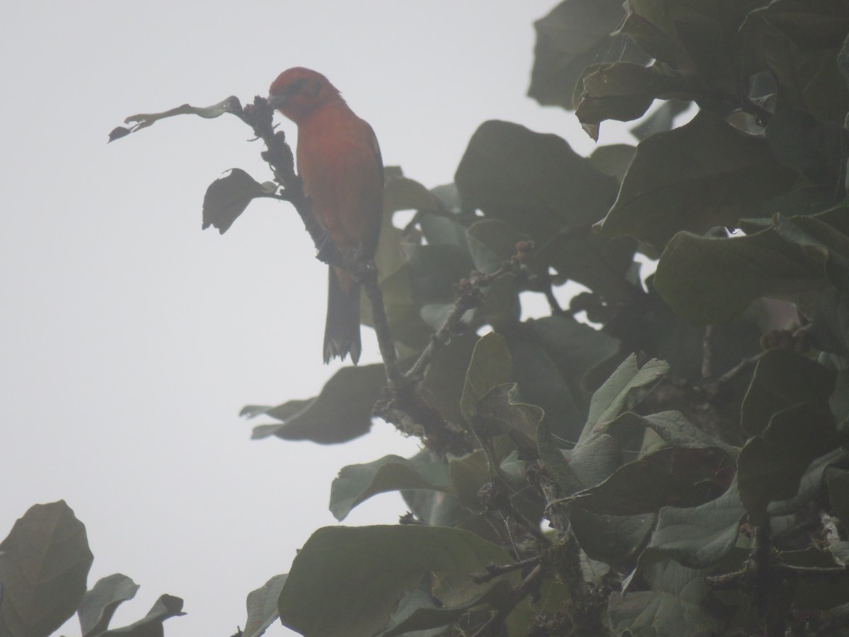 Flame-colored Tanager - ML191030701