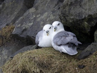  - Northern Fulmar (Atlantic)
