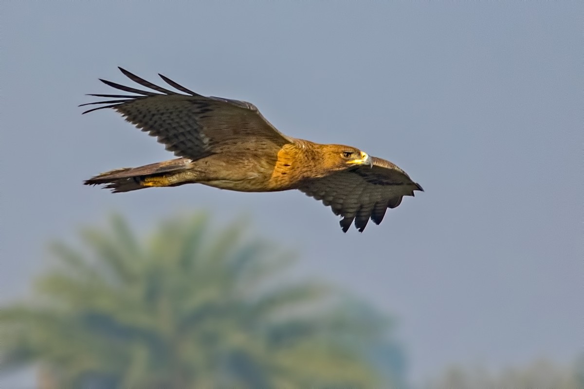 Bonelli's Eagle - Kavi Nanda