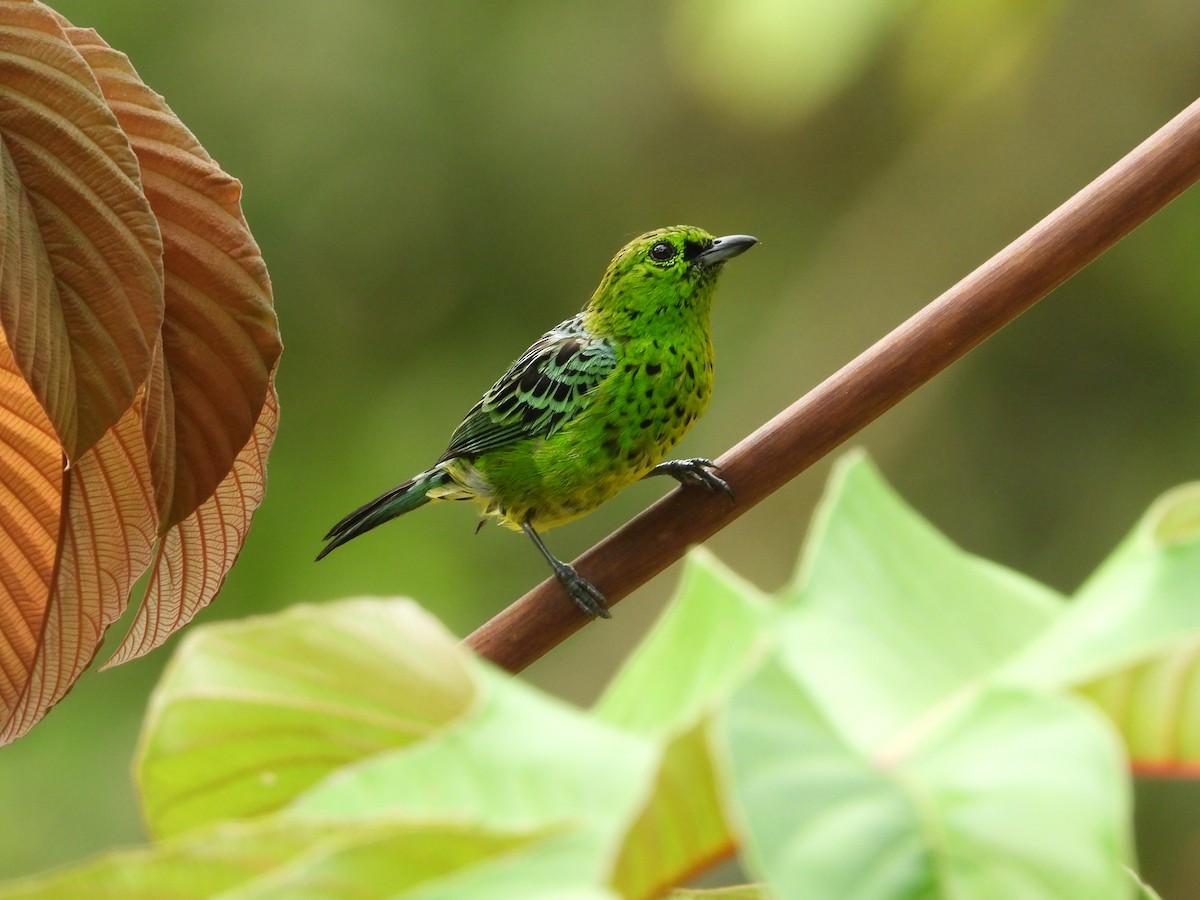 Yellow-bellied Tanager - ML191033071