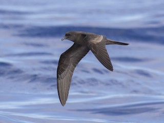  - Bulwer's Petrel