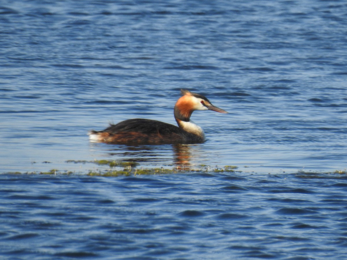 Great Crested Grebe - ML191033661
