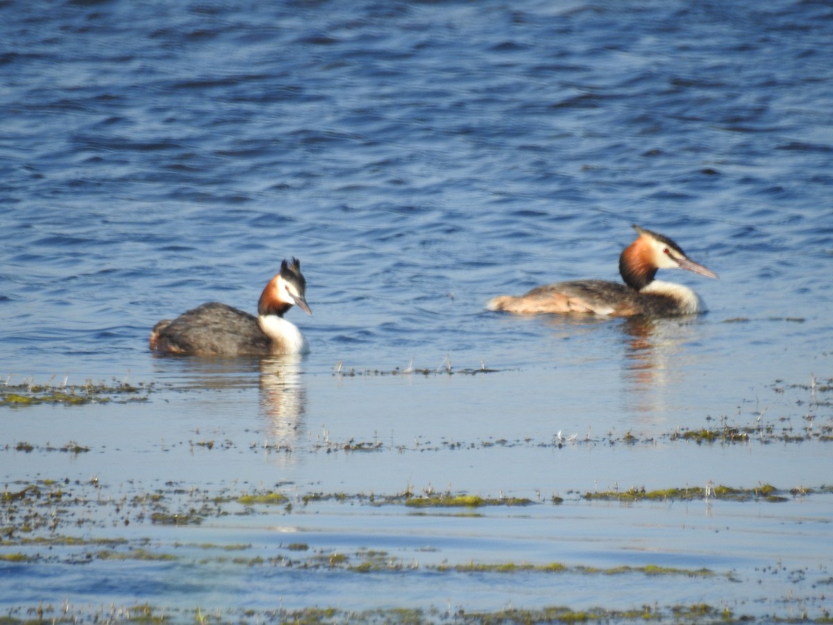 Great Crested Grebe - ML191033701