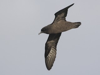  - Christmas Shearwater