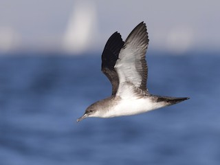  - Black-vented Shearwater