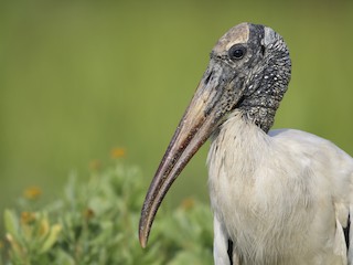  - Wood Stork