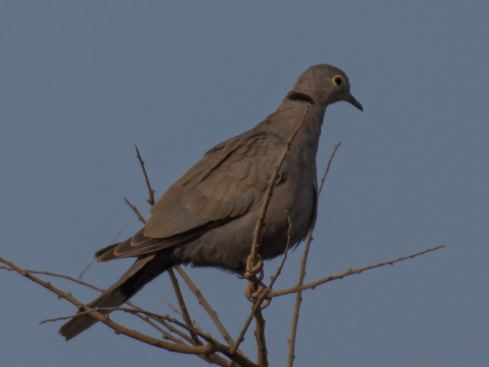Burmese Collared-Dove - ML191037591