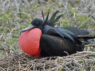  - Magnificent Frigatebird