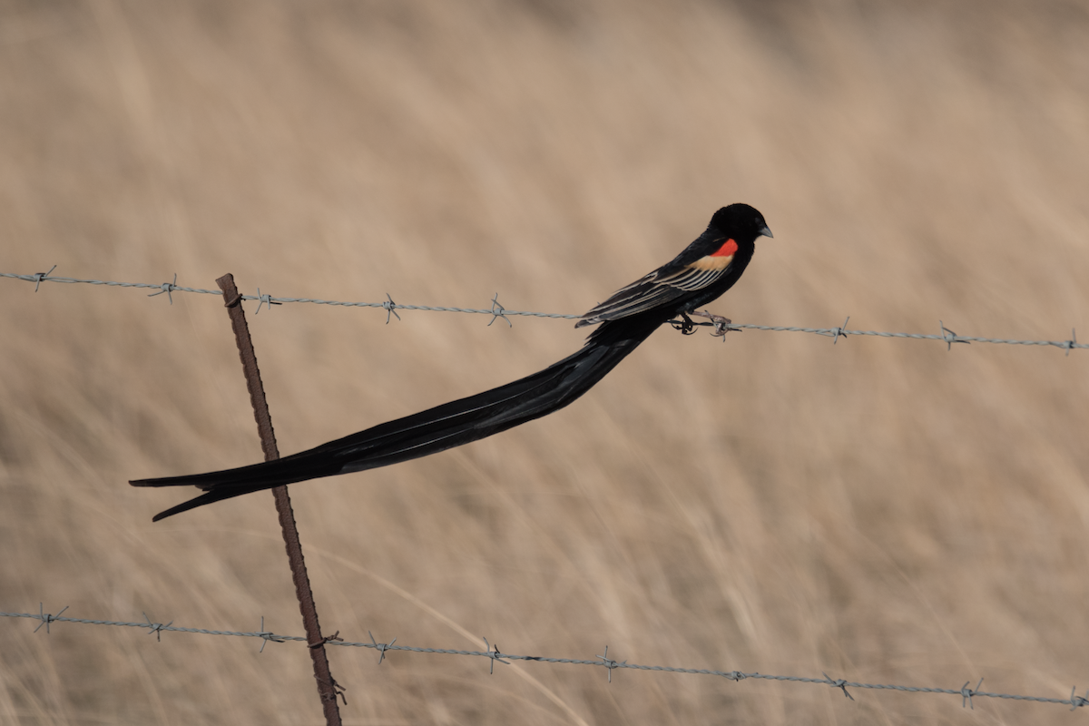 Long-tailed Widowbird - ML191037951
