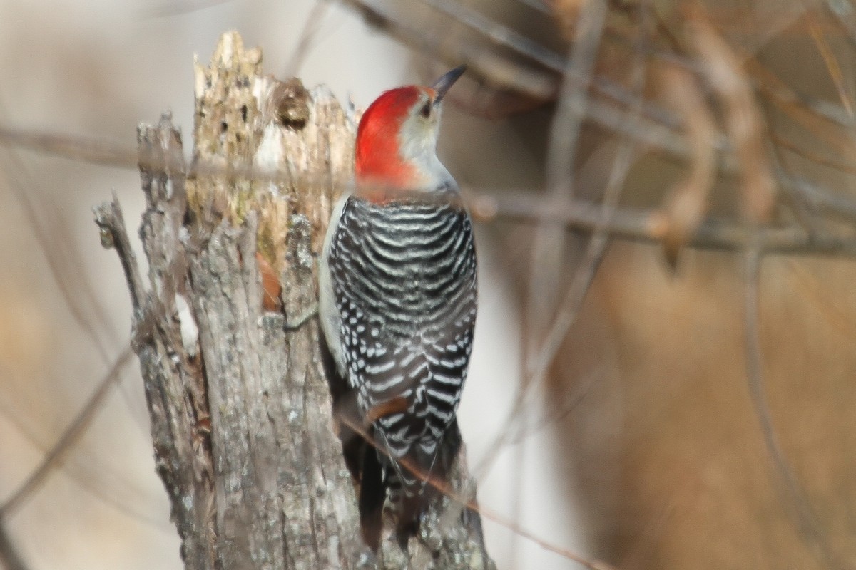 Red-bellied Woodpecker - ML191040211