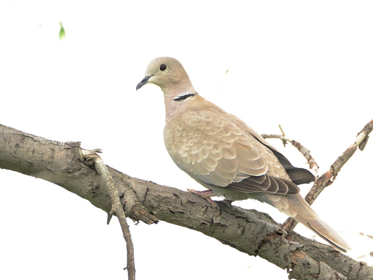 Eurasian Collared-Dove - ML191040821