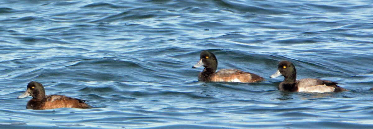 Greater Scaup - ML191044331