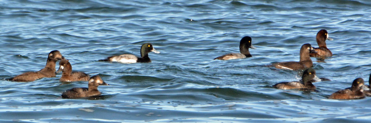 Greater Scaup - Michael J Good