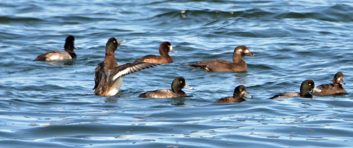 Greater Scaup - ML191044411