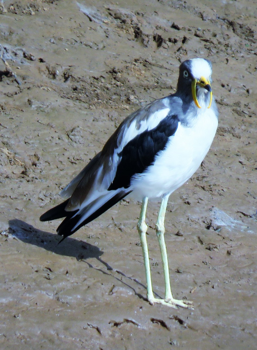 White-crowned Lapwing - Carmelo de Dios
