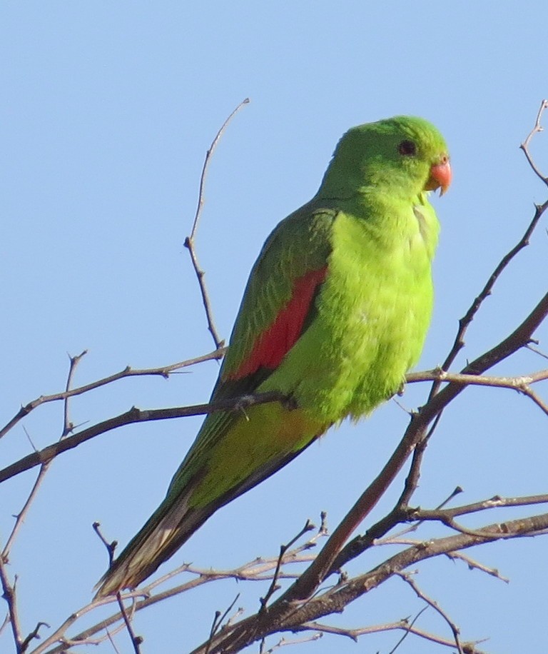 Red-winged Parrot - George and Teresa Baker