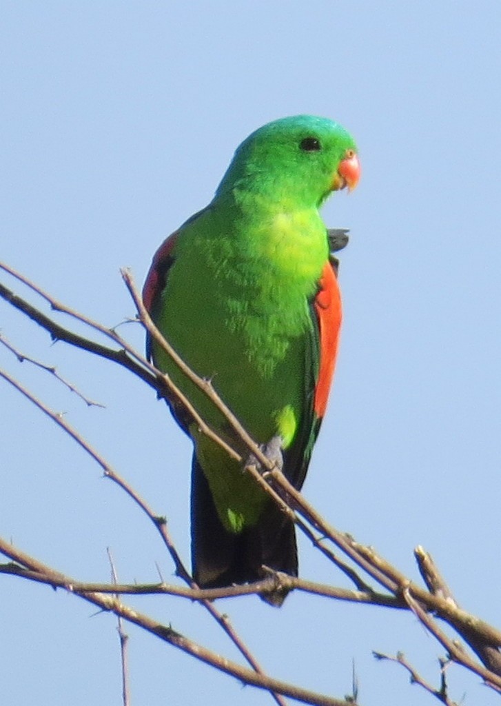 Red-winged Parrot - ML191047791