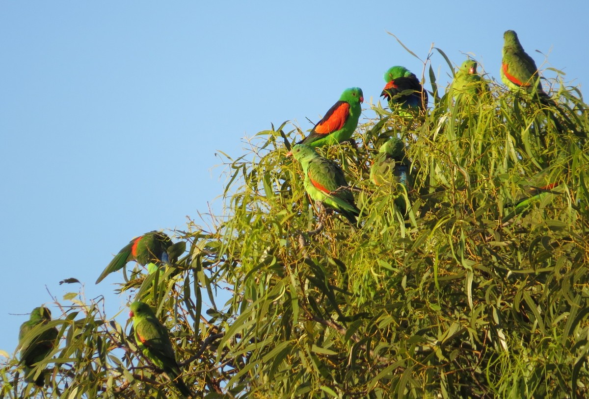 Red-winged Parrot - ML191048441