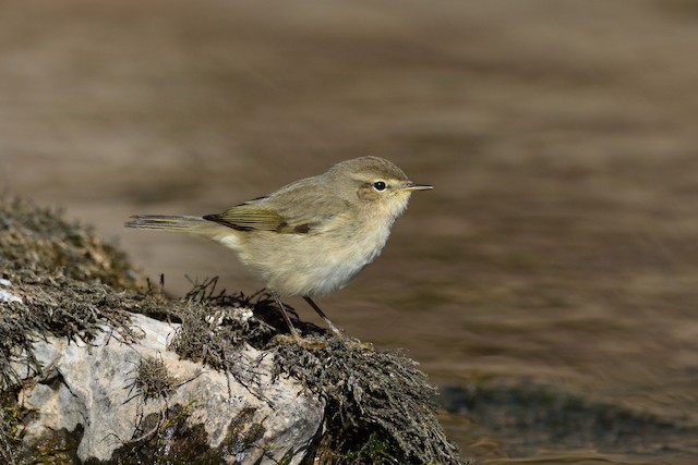 チフチャフ Ebird