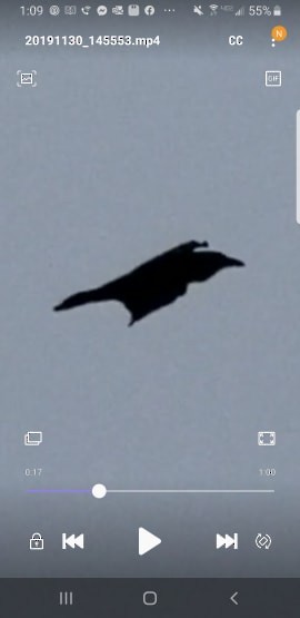 Common Raven - ML191052601