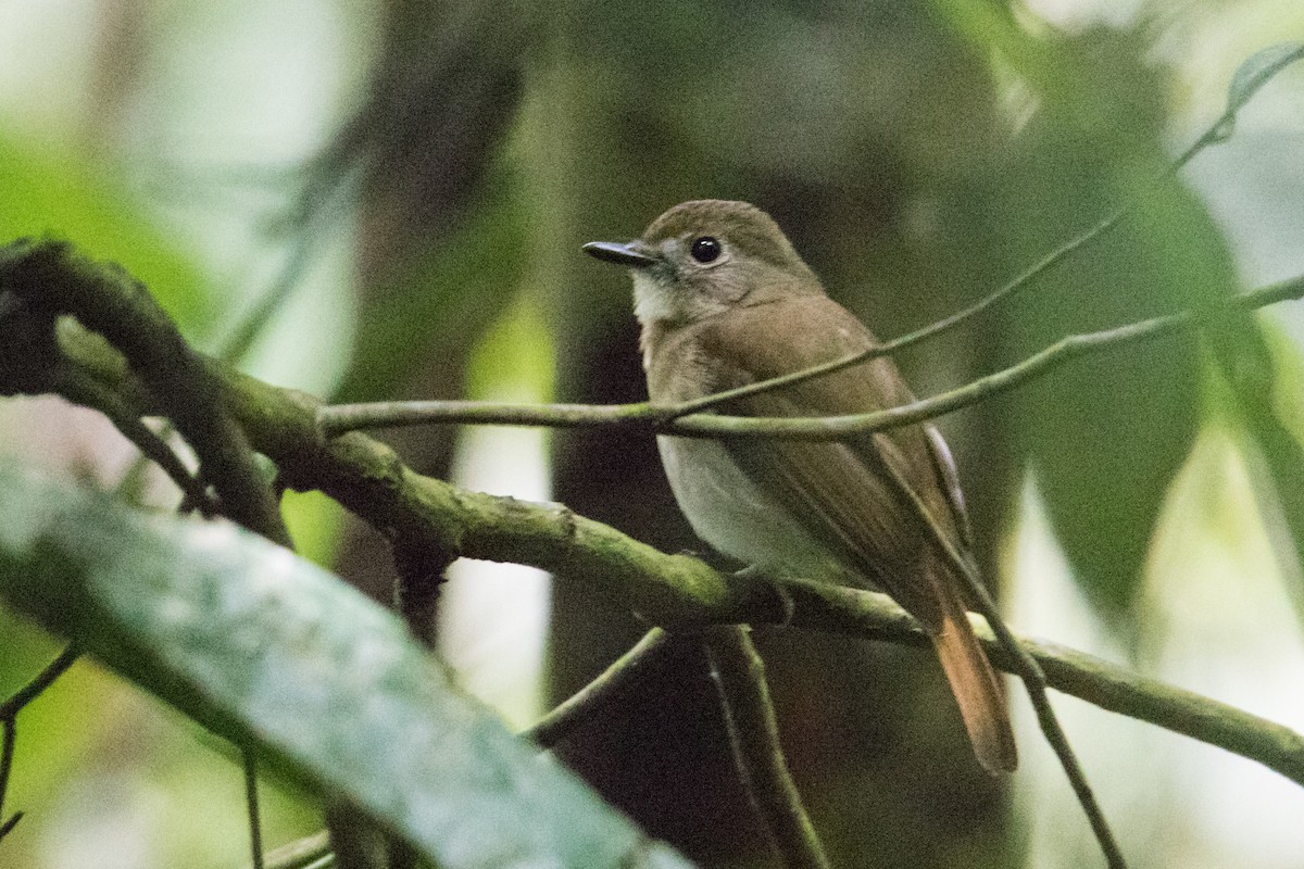 Fulvous-chested Jungle Flycatcher - Peter  Steward