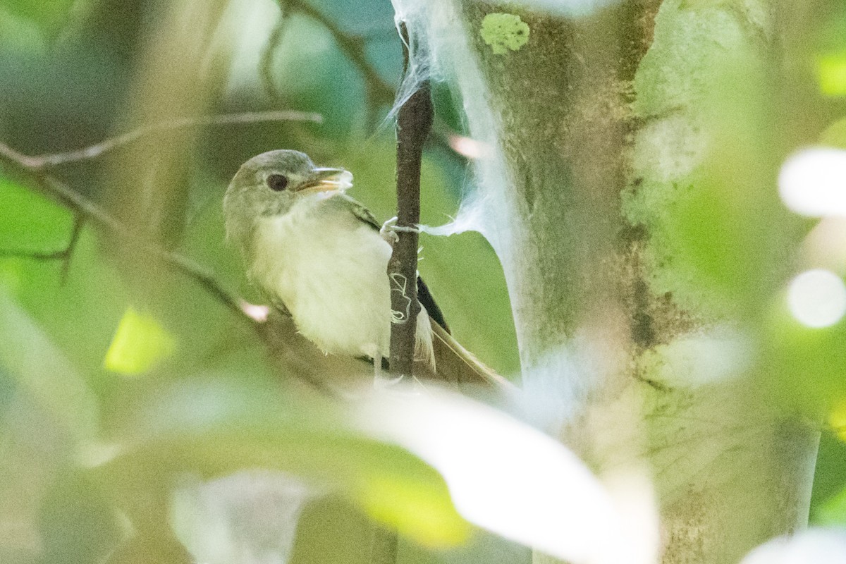Sooty-capped Babbler - ML191057061