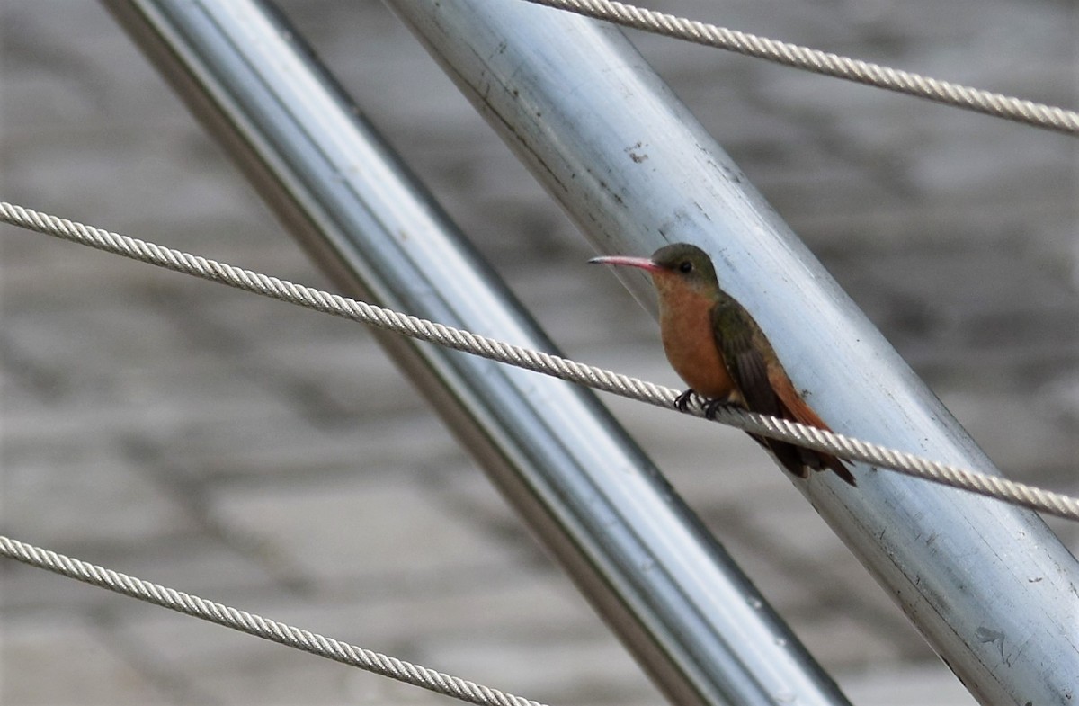kolibřík ryšavý - ML191058531