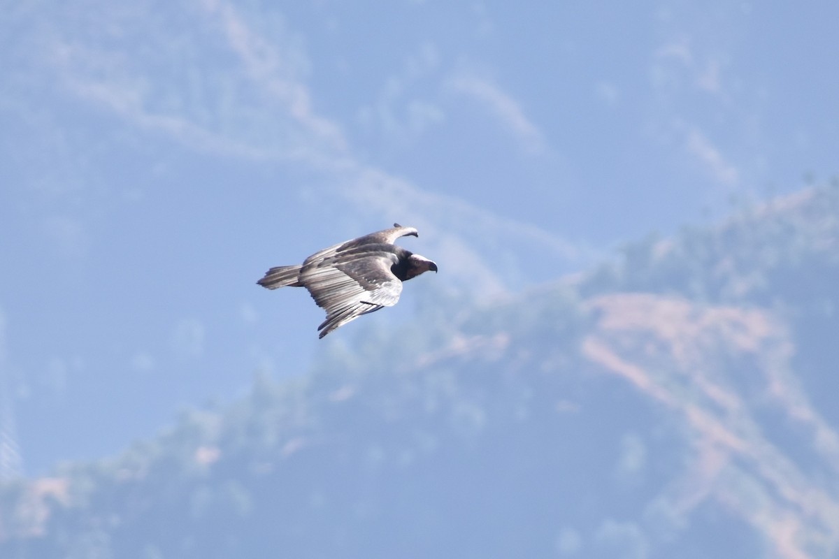 Red-headed Vulture - Samakshi Tiwari