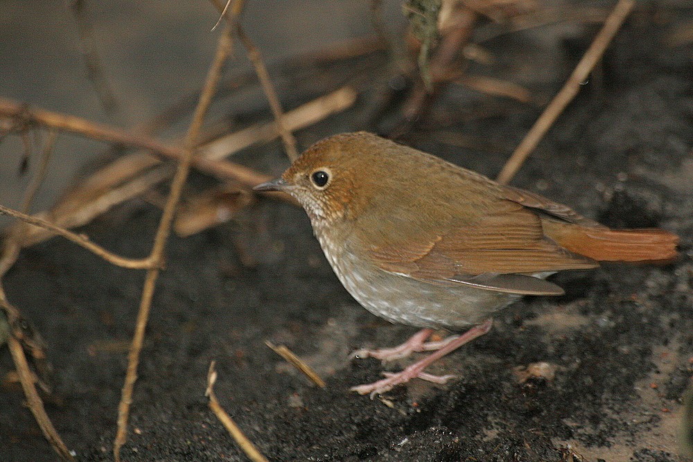 Rufous-tailed Robin - ML191060341