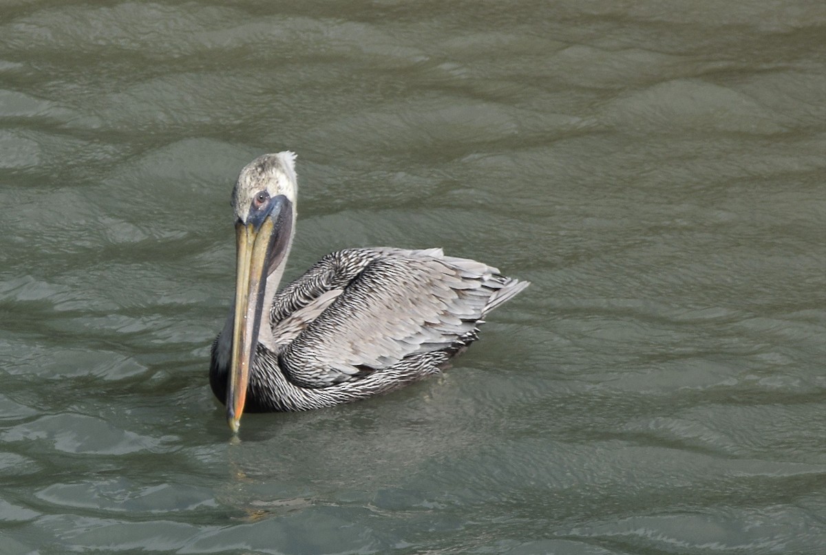 pelikán hnědý - ML191060911