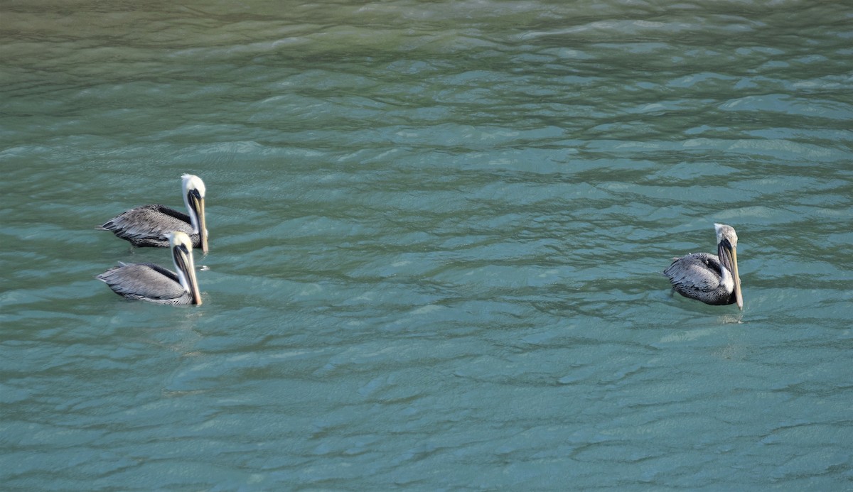 pelikán hnědý - ML191060971