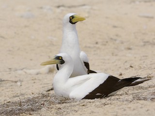  - Masked Booby