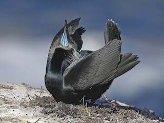  - Brandt's Cormorant