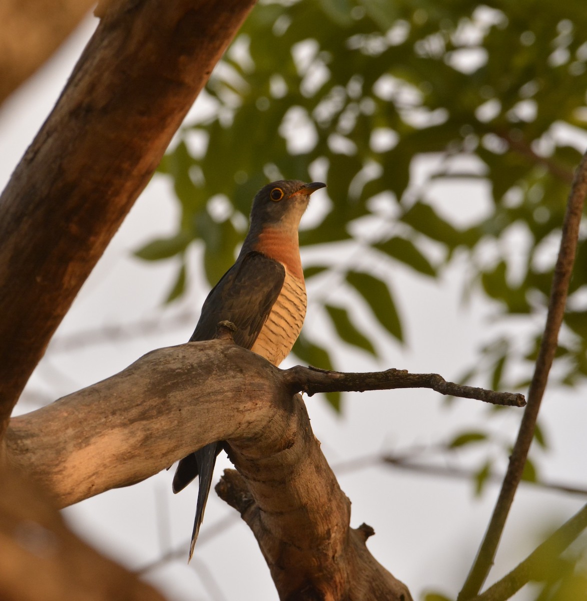 Red-chested Cuckoo - John Cree