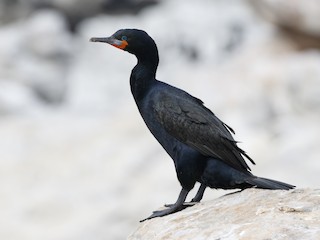  - Cape Cormorant