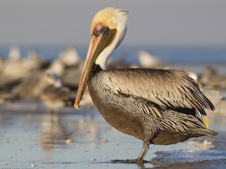  - Brown Pelican (Atlantic)