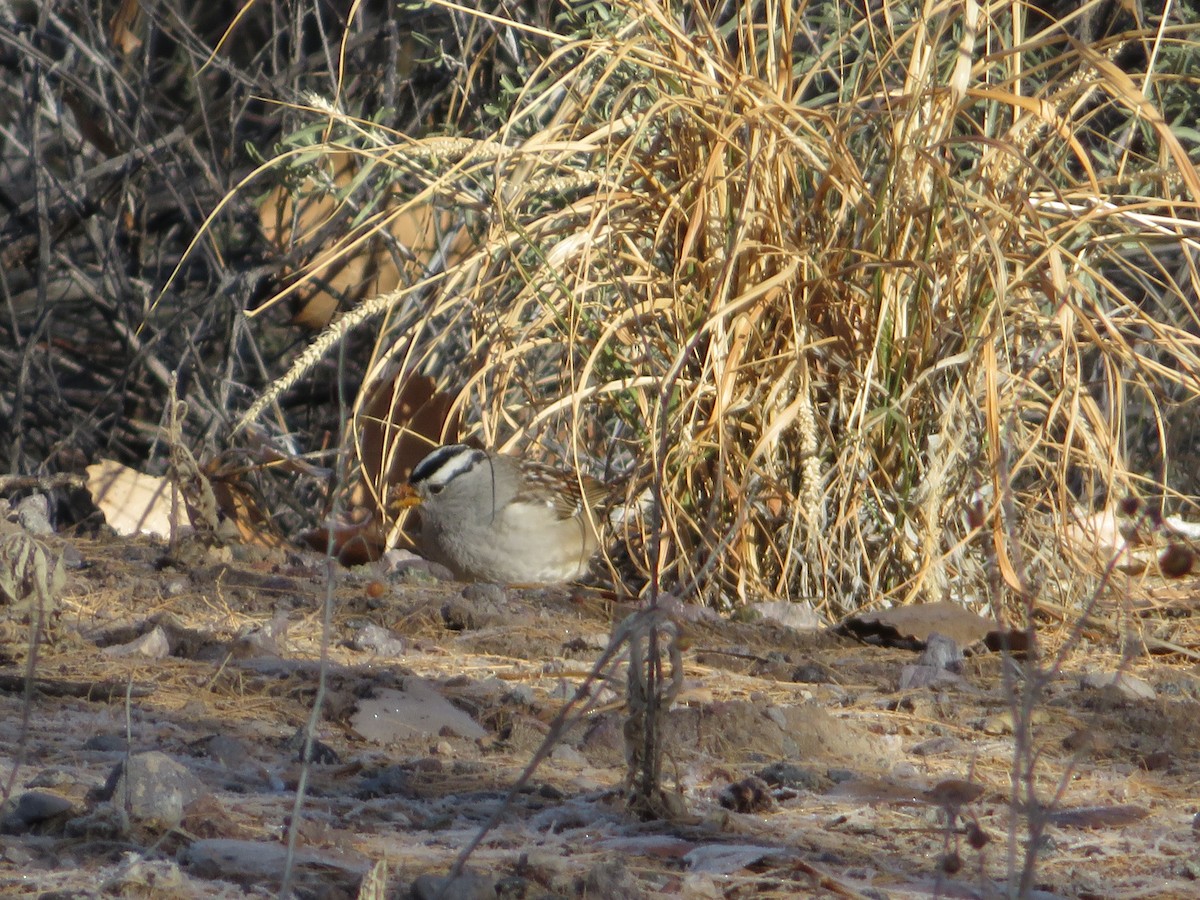 White-crowned Sparrow - Deena Mickelson