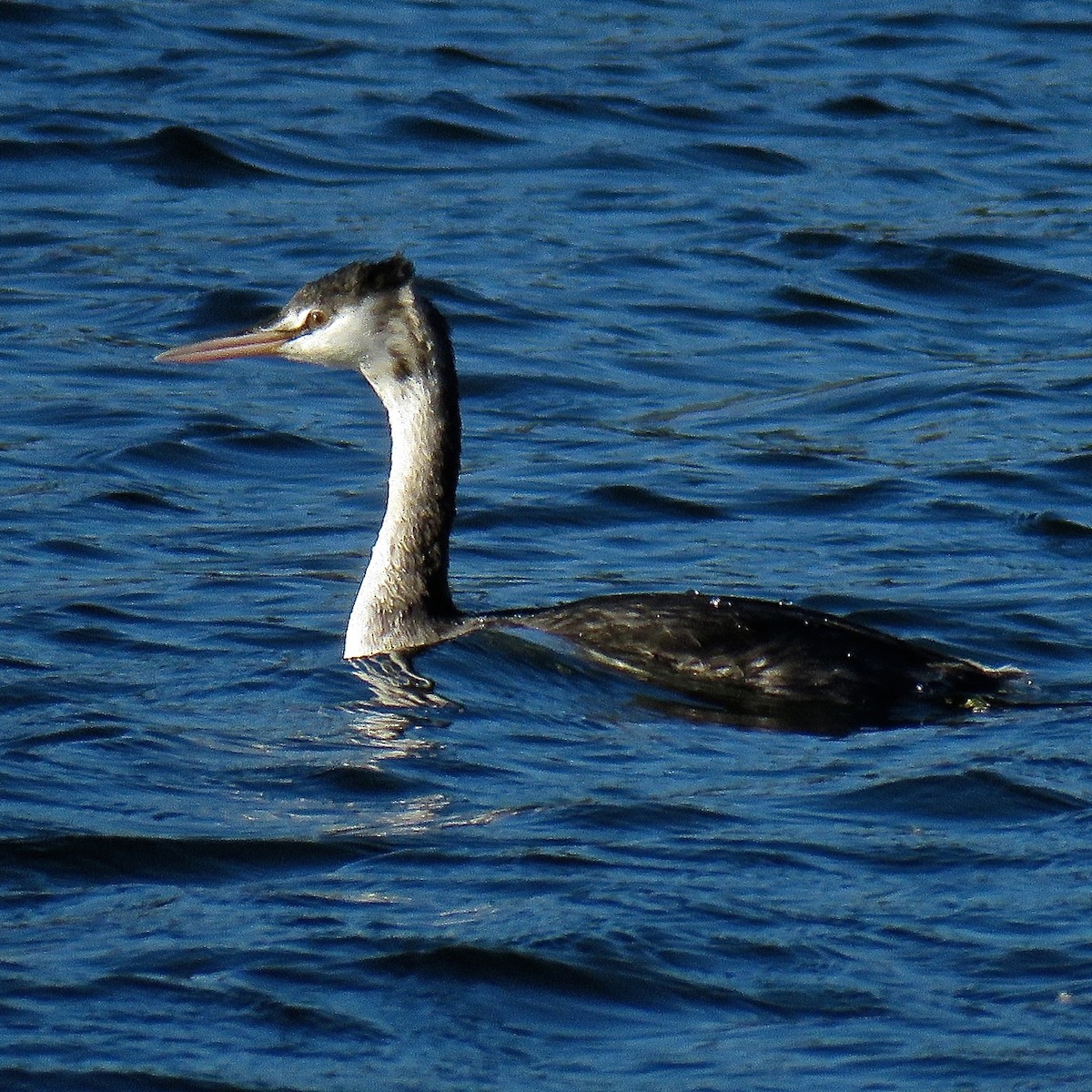 Great Crested Grebe - ML191075041