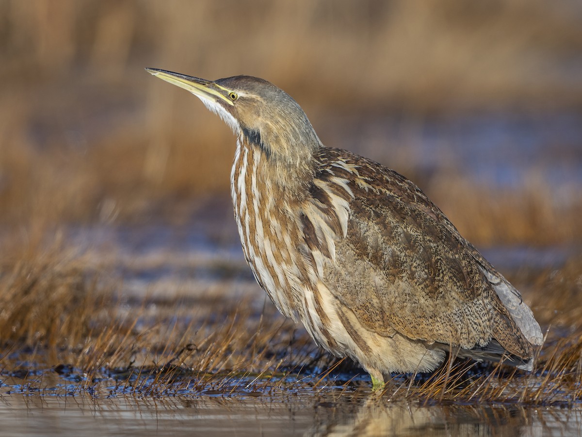 American Bittern Ebird