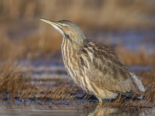  - American Bittern