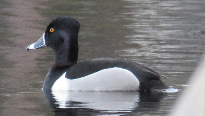 Ring-necked Duck - ML191075791