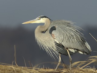  - Great Blue Heron