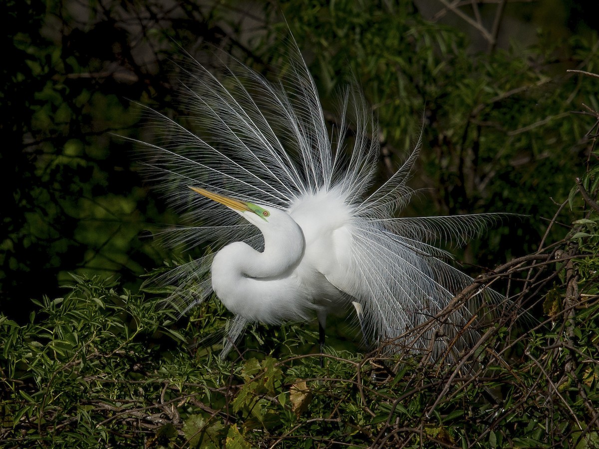 Great Egret Ardea alba Birds of the World