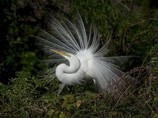 Egret Bird Facts  Ardea alba, Bubulcus ibis, and others - A-Z Animals