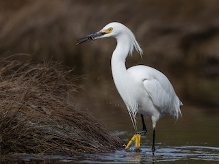  - Snowy Egret