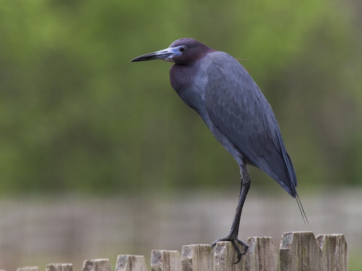 Little Blue Heron - Egretta caerulea - Birds of the World